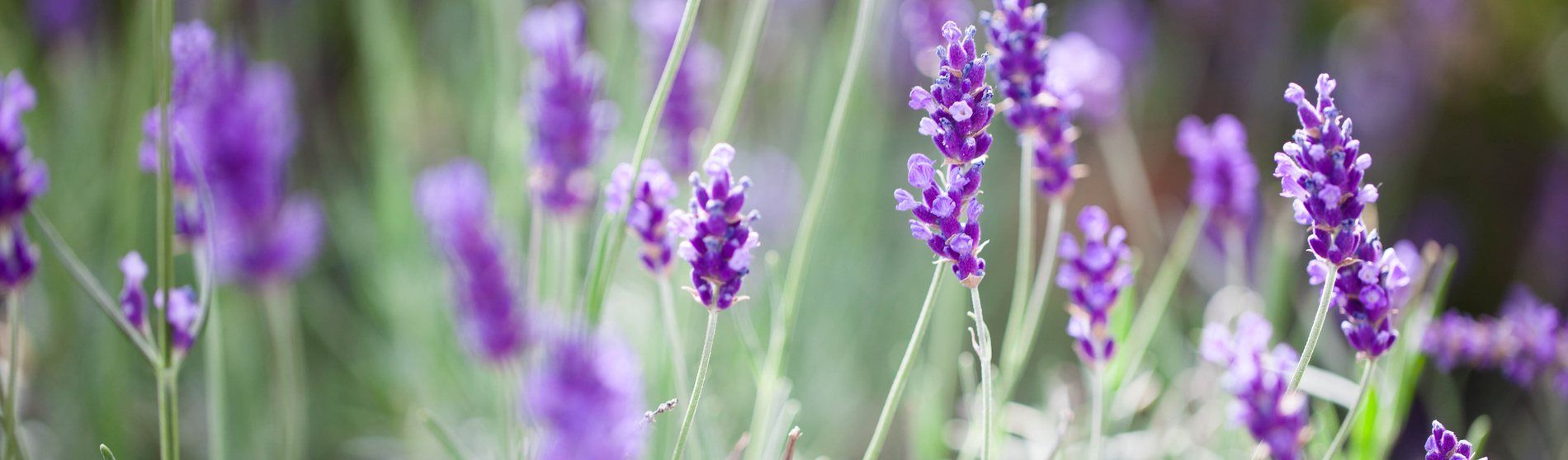 Lavendel auf der Dachterrasse
